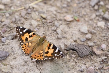 Fototapeta na wymiar Butterfly Vanessa cardui. insect
