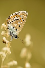 butterfly with closed wings
