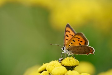 Fototapeta na wymiar Meadow butterfly. butterfly sitting on a flower. Lycaena tityrus