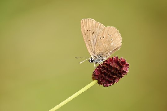 Butterfly on meadow. protected species of butterfly. Phengaris nausithous