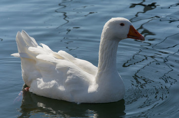 eine weiße Gans in Nahaufnahme