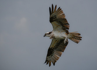 Osprey
