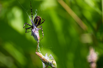 A spider and a spider web. Spider and victim. The concept of getting into the net, getting into trouble.
