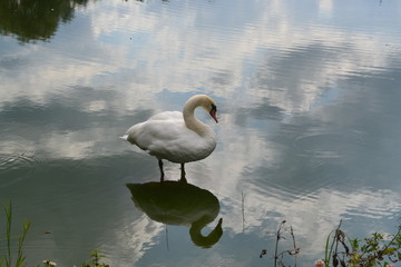 Fototapeta premium swan on lake