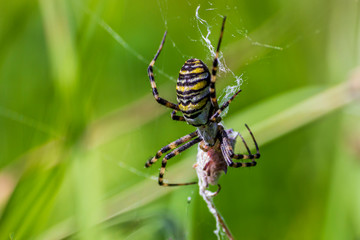 A spider and a spider web. Spider and victim. The concept of getting into the net, getting into trouble.