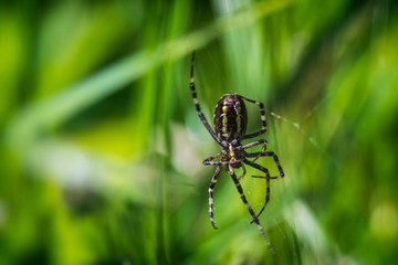 A spider and a spider web. Spider and victim. The concept of getting into the net, getting into trouble.