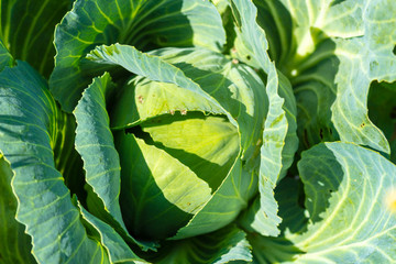 White cabbage in the garden. Closeup.