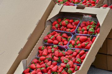 Strawberries in a wooden box processed and ready for sale.