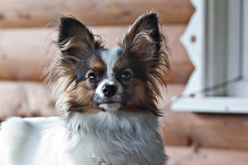 dog breed papillon portrait on a wooden wall background