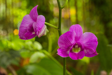 Fototapeta premium Beautiful pink orchid with blurred background. thai flowers