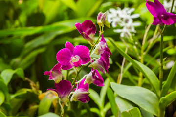 Orchid flower in tropical garden background in Thailand. Use for postcard beauty and agriculture...