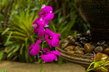 Orchid flower in tropical garden background in Thailand. Use for postcard beauty and agriculture idea concept design.