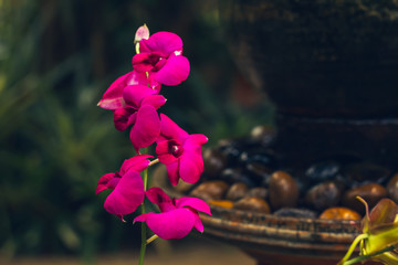 Orchid flower in tropical garden background in Thailand. Use for postcard beauty and agriculture...