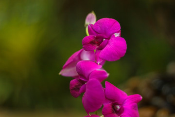 Orchid flower in tropical garden background in Thailand. Use for postcard beauty and agriculture...