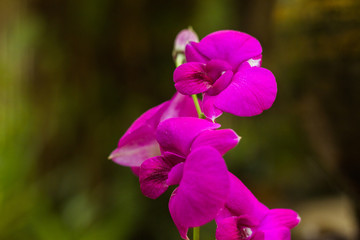 Orchid flower in tropical garden background in Thailand. Use for postcard beauty and agriculture...