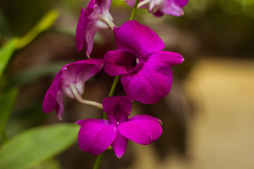 Orchid flower in tropical garden background in Thailand. Use for postcard beauty and agriculture idea concept design.