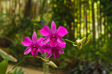Orchid flower in tropical garden background in Thailand. Use for postcard beauty and agriculture...