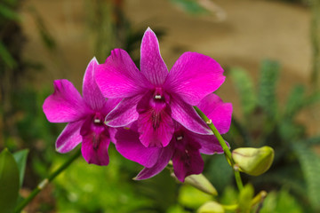 Orchid flower in tropical garden background in Thailand. Use for postcard beauty and agriculture...