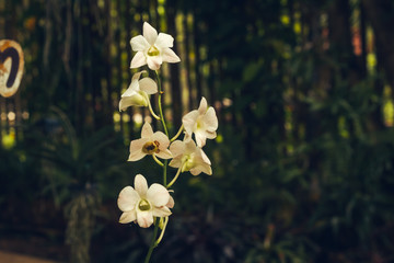 small white orchids outdoor under natural sunlight on a sunny day with natural romantic bokeh background