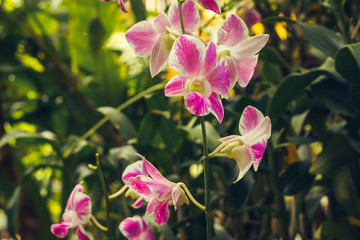 Pink orchid flower in tropical garden background in Thailand. Use for postcard beauty and...