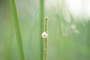 fresh green tall grass close-up, selective focus