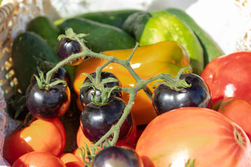 Basket with a crop of vegetables: red and black tomatoes, sweet peppers and cucumbers. Closeup. Blurred background.