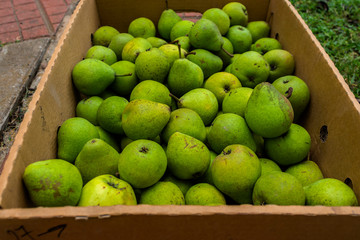 Homemade, fresh and tasty green pears in a crate.