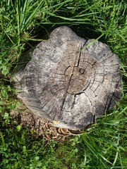 stump and rings