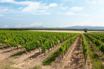 Fototapeta na wymiar Landscape of vineyard
