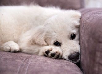 Sad dog breed labrador retreiver puppy lies on a sofa