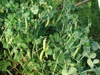 green peas Matures