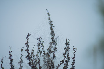 dried wildflowers in cobwebs and dew in the early foggy morning