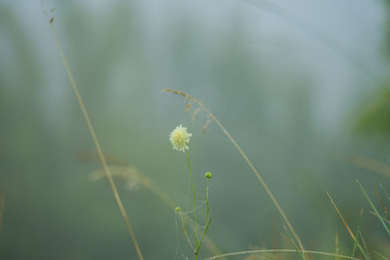 wildflowers in the dew in the early foggy morning