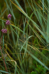 wildflowers in cobwebs and dew in the early foggy morning