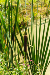 Fototapeta premium The bulrushes in the swamp. Bright sunny day. Closeup.