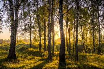 Sunrise in a birch forest on a sunny summer morning with fog.