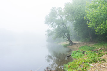lonely standing tree on the river Bank early in the morning in the fog