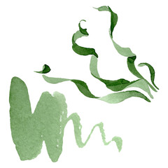 Albuca canadensis floral botanical flowers. Watercolor background set. Isolated albuca illustration element.