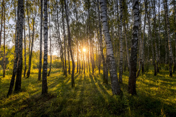 Sunrise in a birch forest on a sunny summer morning with fog.