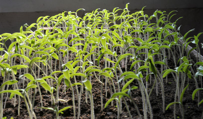 Growing seedlings sweet peppers