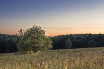 sunset over green field