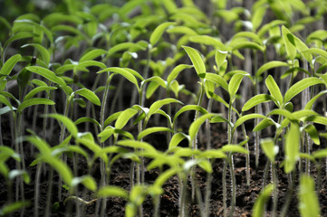 Growing seedlings sweet peppers