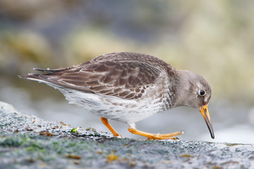 Purple Sandpiper (Calidris maritima) on rock at Barnegat Jetty, New Jersey