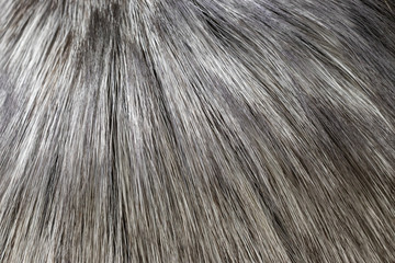 Background in the form of faux fur light gray with hairs diverging from top to bottom