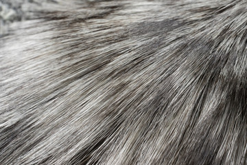 Background in the form of faux fur light gray with hairs diverging diagonally from right to left