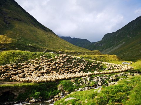 Sheep herd in the mountains at sunset 