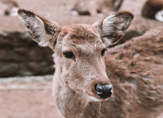 Naklejka na ściany i meble Deer in forest in Japan