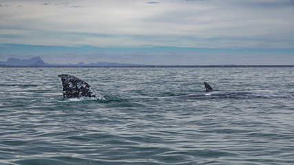 Grey whale surfaces in Baja California on Mexico's Pacific coast