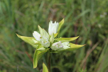 Cream gentian at Somme Prairie Nature Preserve in Northbrook, Illinois