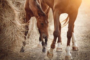 Red foal and a red mare eating hay. - obrazy, fototapety, plakaty